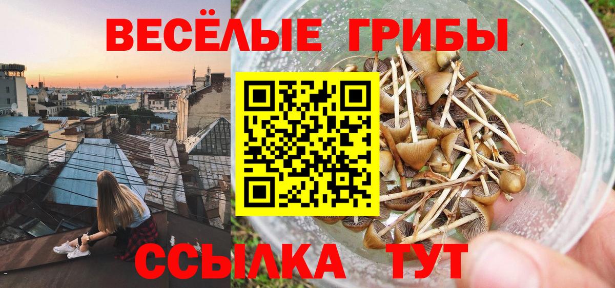 закладка  Галлюциногенные грибы MAGIC MUSHROOMS  Вход с VPN  Георгиевск 